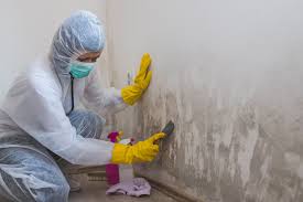 Environmental Consulting for Mold Prevention in Florida, NY